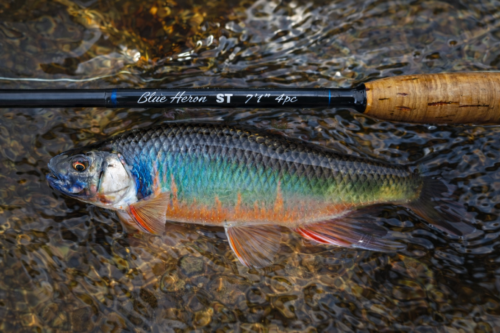 Zacco ST | BlueHeronRods